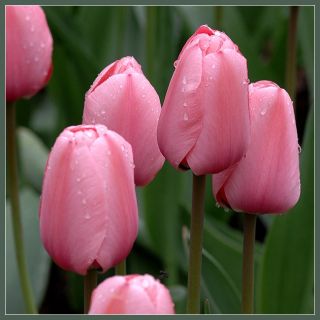 ������� att-4f5898c9e6b239_XL.jpg